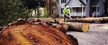 Best Tree Disease Treatment  in Smith Valley, NV