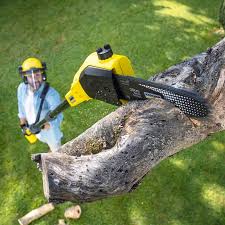 Best Leaf Removal  in Smith Valley, NV