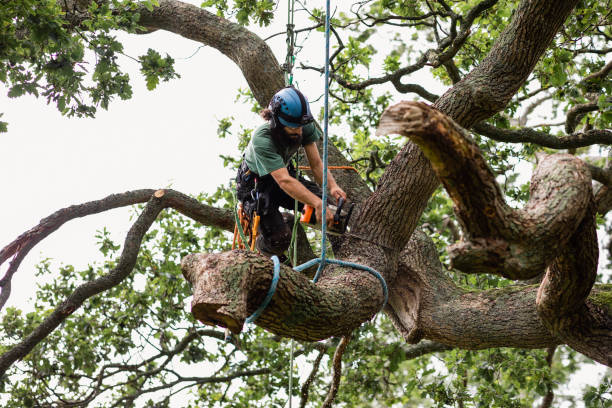 Best Tree and Shrub Care  in Smith Valley, NV