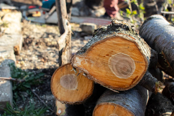 How Our Tree Care Process Works  in  Smith Valley, NV