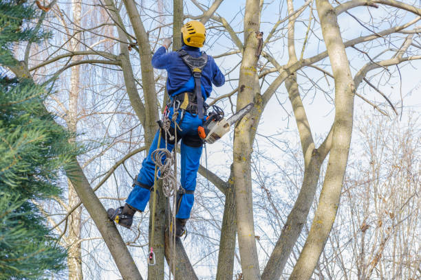 Best Emergency Tree Removal  in Smith Valley, NV