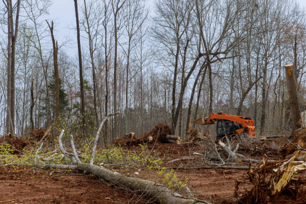Best Hazardous Tree Removal  in Smith Valley, NV