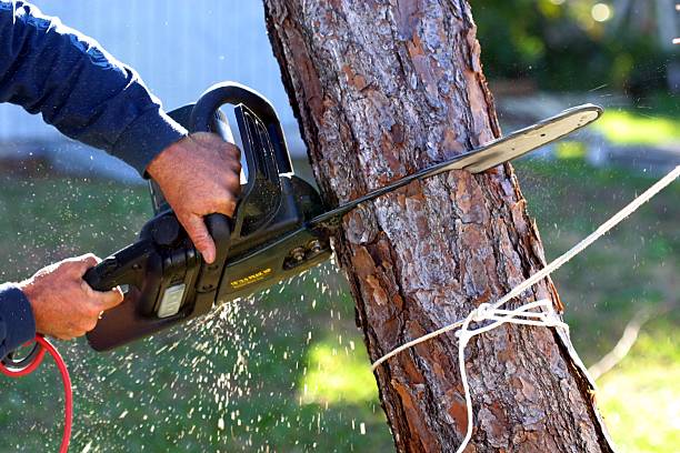 Best Pest Control for Lawns  in Smith Valley, NV