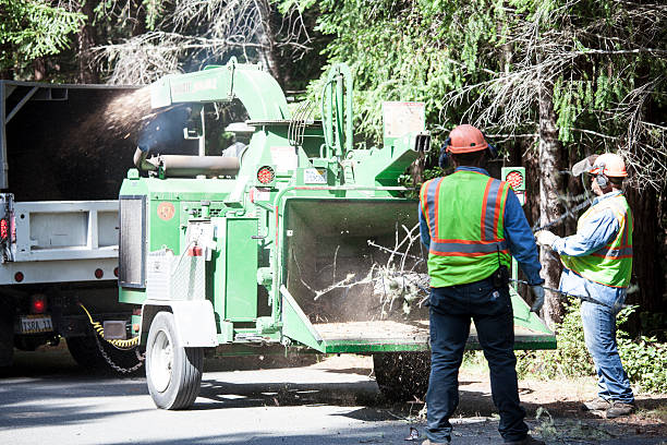 Best Arborist Consultation Services  in Smith Valley, NV