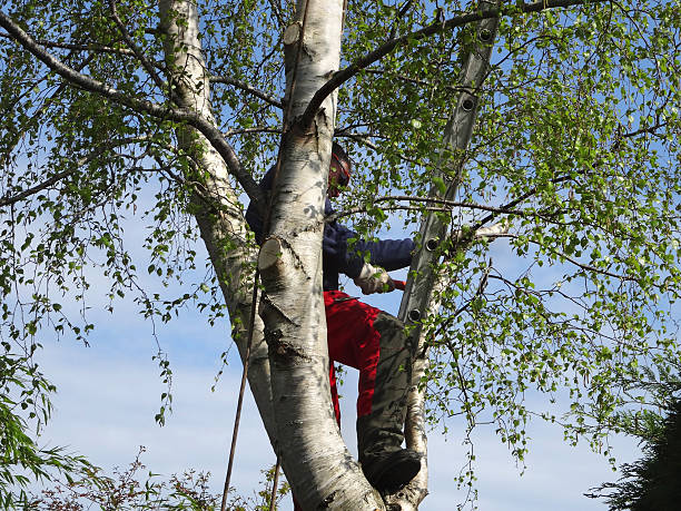 Best Tree Removal  in Smith Valley, NV