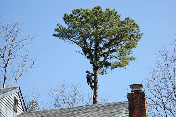 Trusted Smith Valley, NV Tree Care Experts