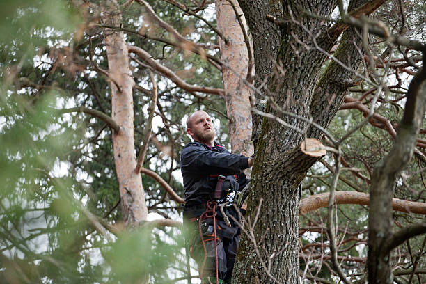 Best Tree Mulching  in Smith Valley, NV