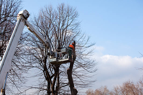 Best Tree Trimming and Pruning  in Smith Valley, NV